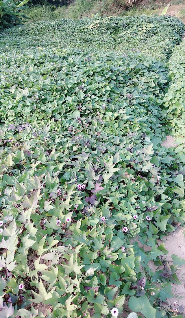 在家相夫教子,做女人最不想做的家庭主妇,最后