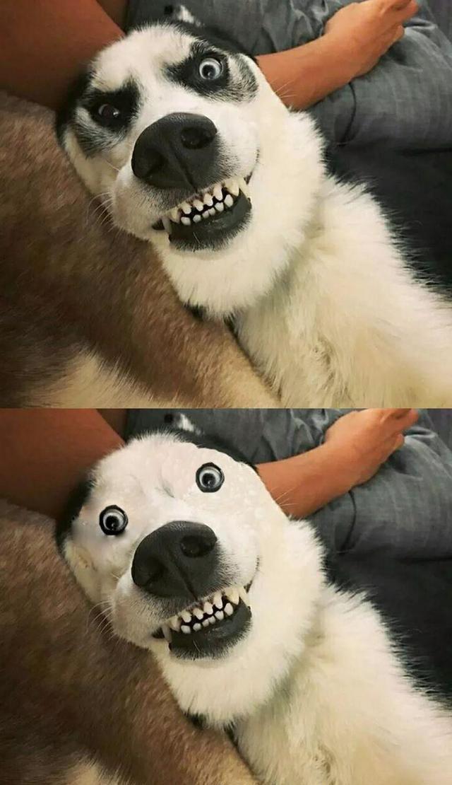 纯种哈士奇图片