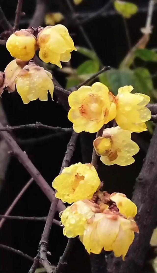 桂林腊梅花开成海,美如仙境!2018年赏梅攻略,速度转发