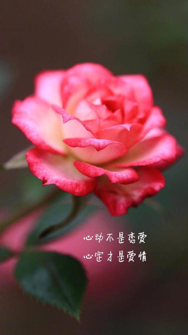 早安励志语录:繁星点缀夜空,最亮的一颗是你的眼