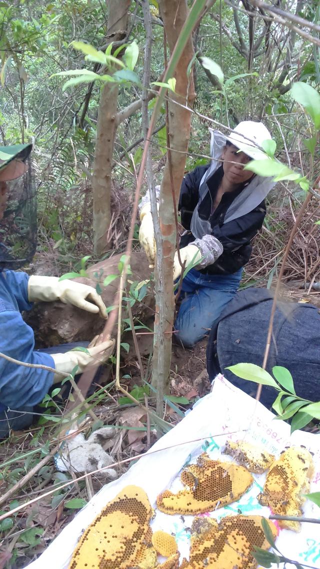 走进山中,寻野蜂蜜,蜜蜂:我是大自然的搬运工,只