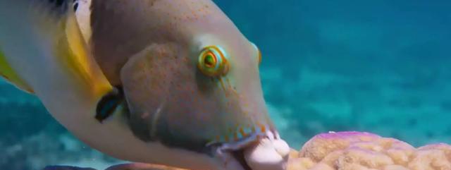 豆瓣评分9.9分 这部将近满分的大片你看过吗