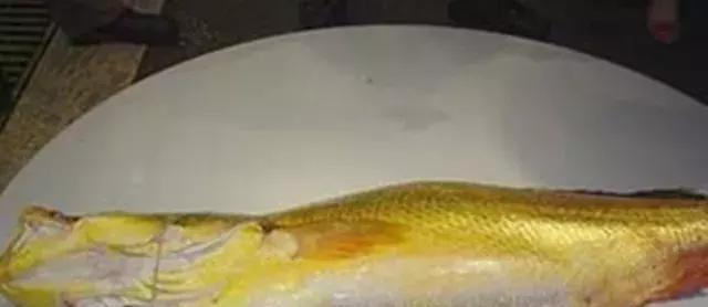 全球9种最贵食物，吃了才知道什么是奢侈美味！