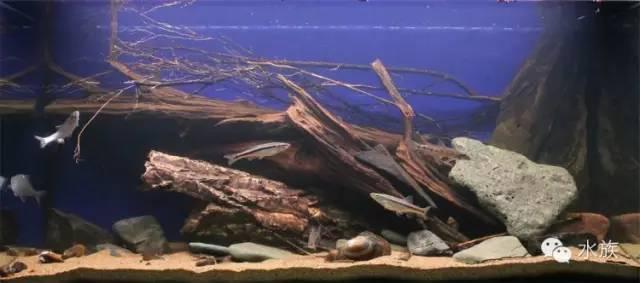 水族 | 不用专业设备也可玩的造景，原生缸造景!