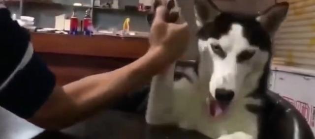 和哈士奇扳手腕输了,狗狗的表情全程满分