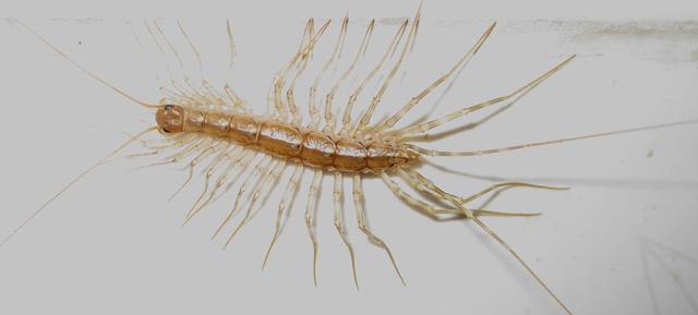 这个小虫子叫蚰蜒而且还是益虫,在日本被当做