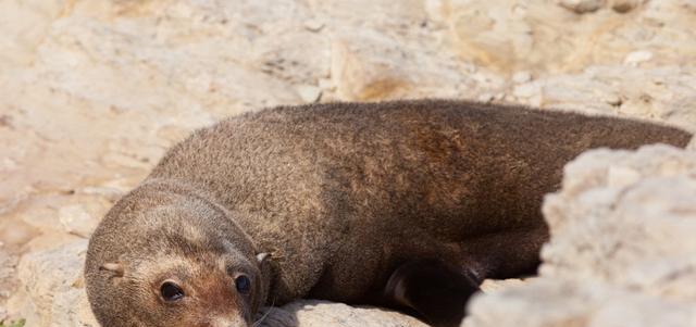 这个补肾壮阳的中药在10年前就买不到正品了