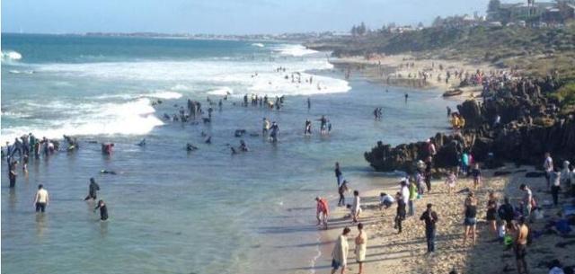 上万人奔向澳洲海滩挖鲍鱼 中国大妈收获满满