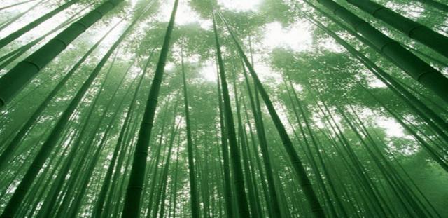 全国最大的竹海，1040000亩！