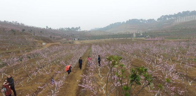 航拍襄阳姚安村桃花岭百亩生态桃园