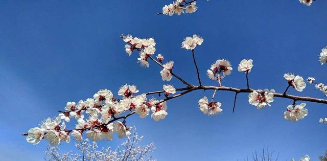 2018春暖花开，郑州近郊3至5月赏花最佳的几个地方，你去过哪个？