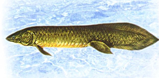 世界上唯一一种会被淹死的鱼,科学家要用它解