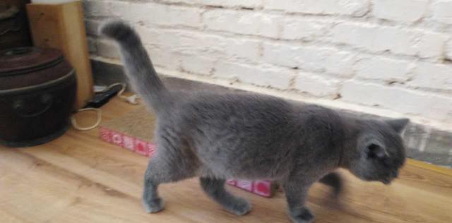 安乐记:喵星人发现猫传腹及最终安乐全记录