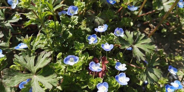 繁花似锦觅安宁 淡云流水度此生