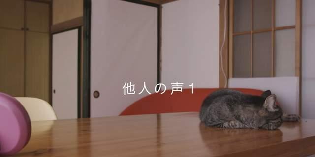 实测猫咪对主人声音的记忆力,分开2年是否还能