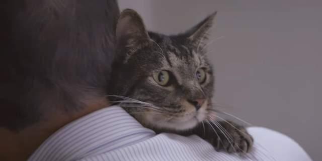 实测猫咪对主人声音的记忆力,分开2年是否还能