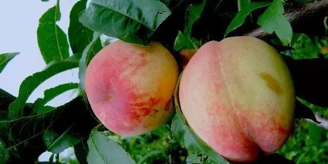 新版全国重点镇名单出炉!潍坊有16个镇上榜!同