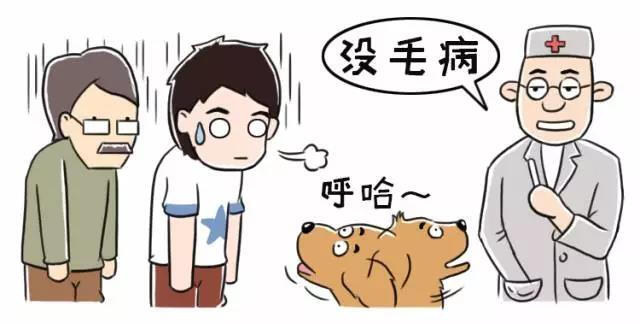狗狗呕吐勿惊慌，病因颜色藏！教一教大家如何判断