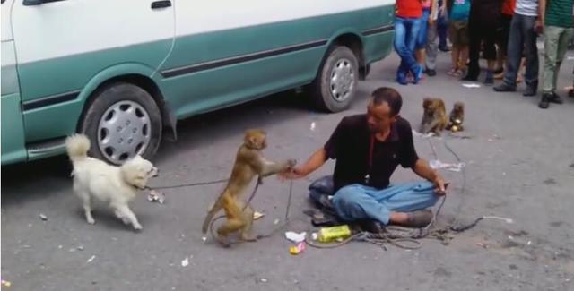 猴和狗被拉到集市赚钱,猴子不停揍狗狗,旁人扔钱看戏!