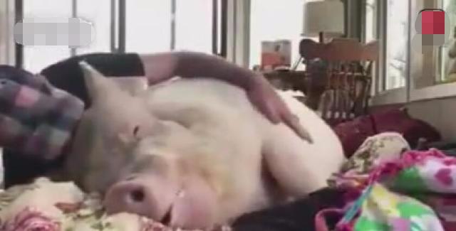 男子把宠物猪当老婆对待,每天又哄又抱大肥猪睡!