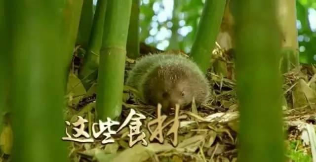 秋冬要进补！顺德这家饭店推出的长白山人参全鹿宴非常正！