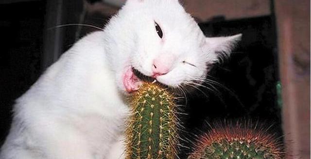 好奇害死猫栏目组