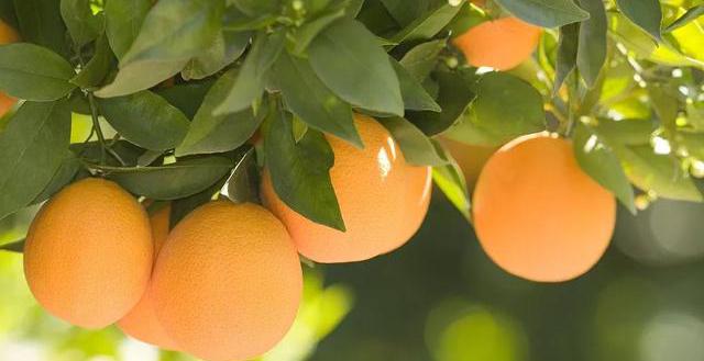 赣南脐橙、寻乌脐橙、红玉血橙…中国到底哪里