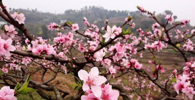 2018春暖花开，郑州近郊3至5月赏花最佳的几个地方，你去过哪个？