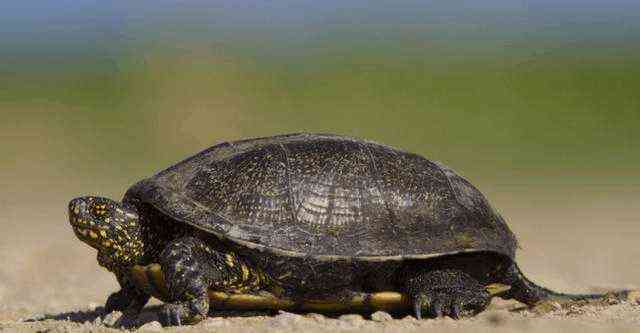 在《西游记》原著当中, 驮唐僧师徒过通天河的