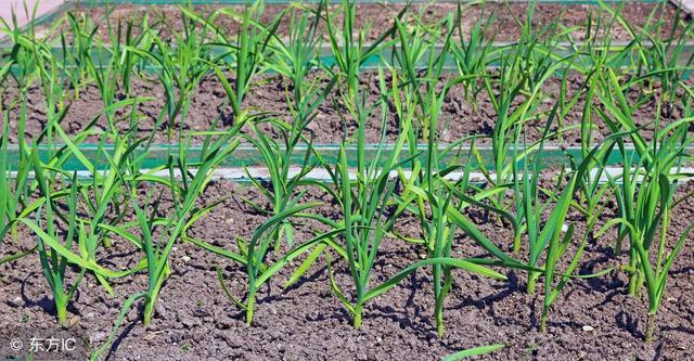 春播大蒜的种植技术和田间管理方法