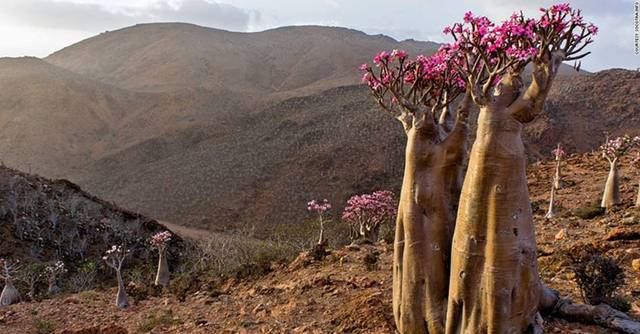 这种树能喷出2吨水:南非人生存保障的“瓶子树”!