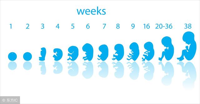 从胎儿双顶径也能看男女?好奇心也太强了吧