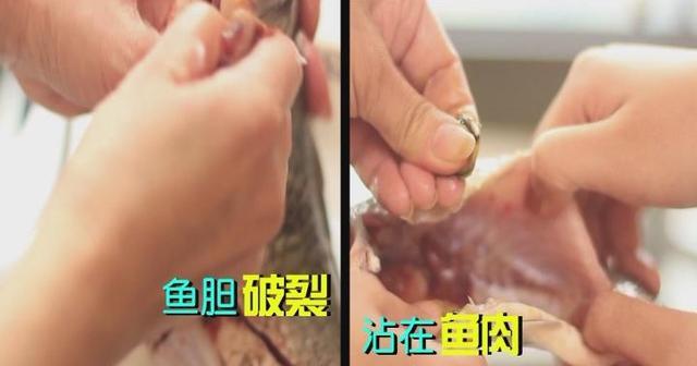 鱼胆破了怎么办?别扔!这样处理保证鱼肉一点都不苦!