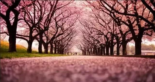 三月踏青之旅--郑州这些地方唯美樱花盛开了