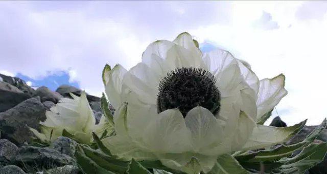 新疆天山上的雪莲花 , 太罕见了