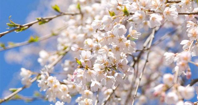2018春暖花开，郑州近郊3至5月赏花最佳的几个地方，你去过哪个？