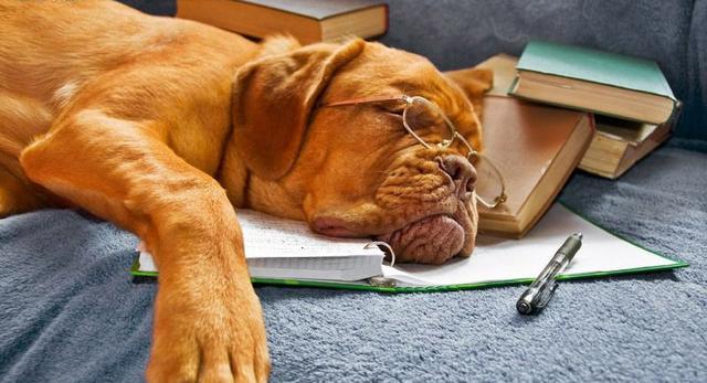 关于狗狗睡觉的真相，越闲的蛋疼睡的越多!