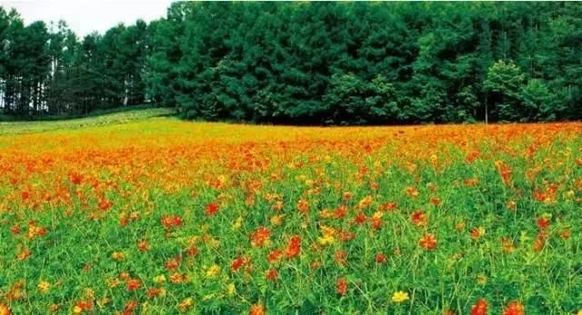 180亩的农场，年营收6000万，以花海为主题的休闲农场！