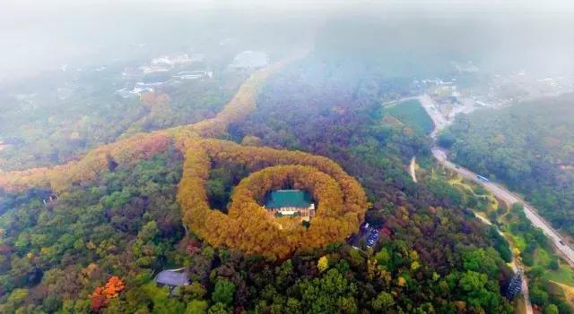 醉美南京|诗出梧桐秋入叶,梧桐秋梦醉金陵!