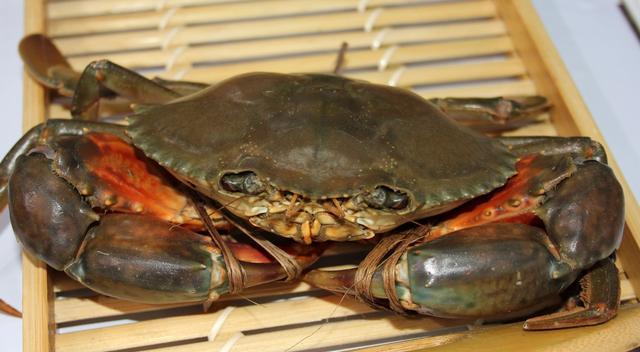 你能分的清楚“红鲟、梭子蟹、花盖蟹、三眼蟹”么?看图选蟹?