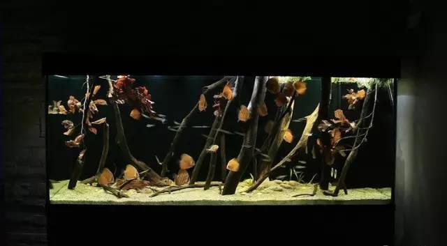 水族 | 不用专业设备也可玩的造景，原生缸造景!