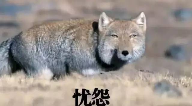 面瘫藏狐:为表情包而生的动物