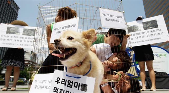 韩国人又哭了！惨遭国外百万人签名抵制，只因他们一直做这件事！