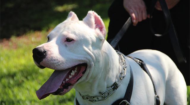 世界十大最称职最勇猛的护卫犬想要养只狗狗看家护院就选他们吧