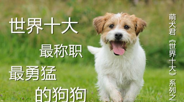 世界十大最称职最勇猛的护卫犬想要养只狗狗看家护院就选他们吧