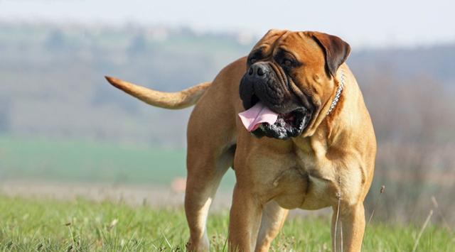 世界十大最称职最勇猛的护卫犬想要养只狗狗看家护院就选他们吧