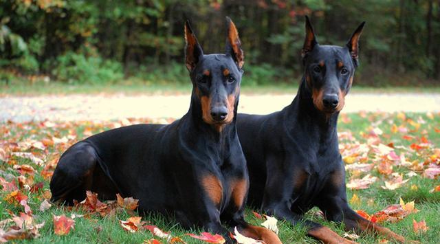 世界十大最称职最勇猛的护卫犬,想要养只狗狗看家护院?就选他们吧!