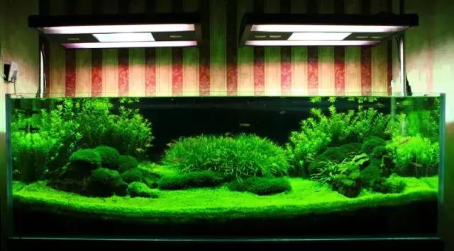 家居水景丨1.5米草缸开缸造景教程