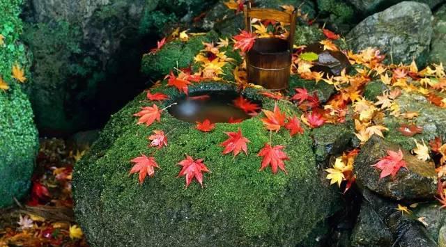 你要的京都1日游懒人包已到货,请查收!赏枫最