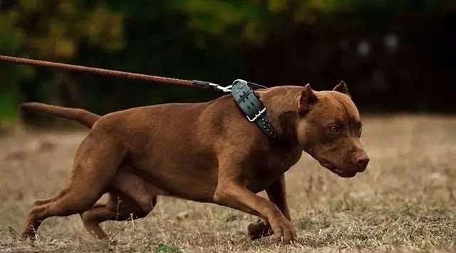 2018年纯种比特犬多少钱了 分享怎样挑选比特犬